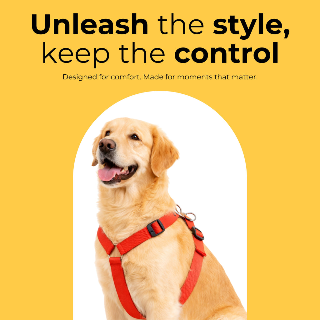 Guardian Harness & Matching Leash