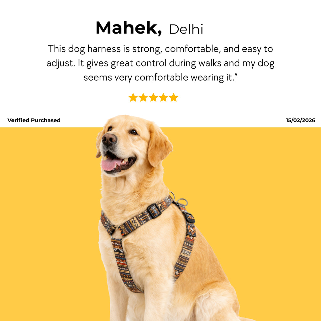 Heritage Harness & Matching Leash