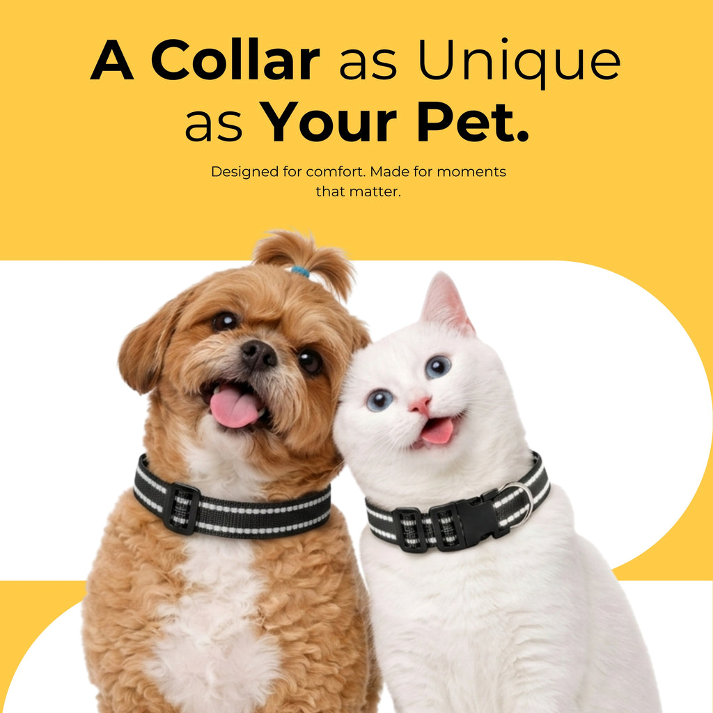 NightGlow Collar & Matching Leash