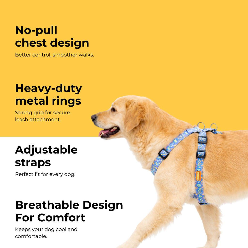 Artisan Blue Harness & Matching Leash