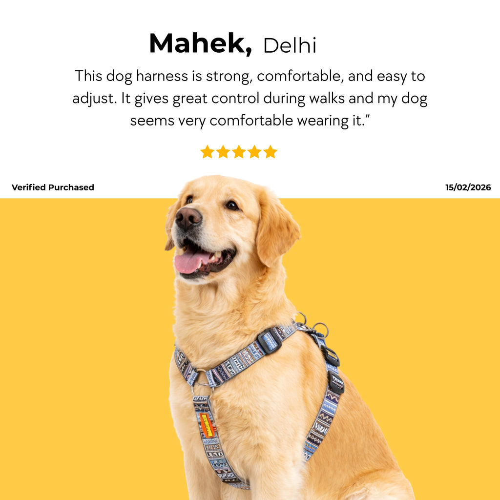 Azure Trail Harness & Matching Leash