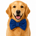 Signature Bow Tie For Dog